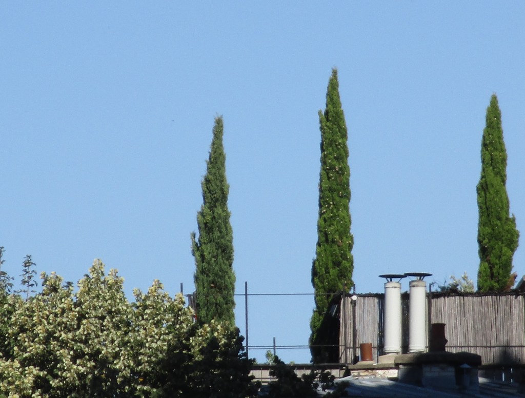 Cyprès